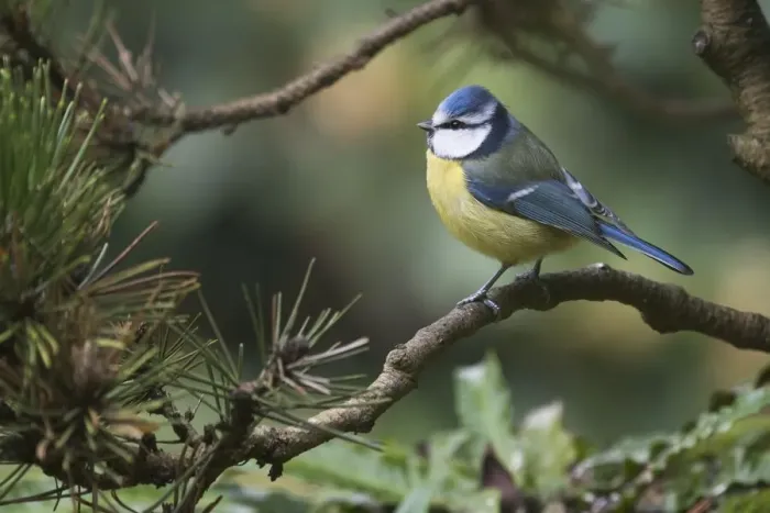 Framed Print : blue tit, conifer, niedersachsen, paridae, perch, pine, pinus, wildlife