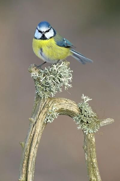 Blue Tit (Cyanistes caeruleus) perched on its song post, an old pine branch with lichens, Swabian Alb biosphere reserve, Baden-Wuerttemberg, Germany