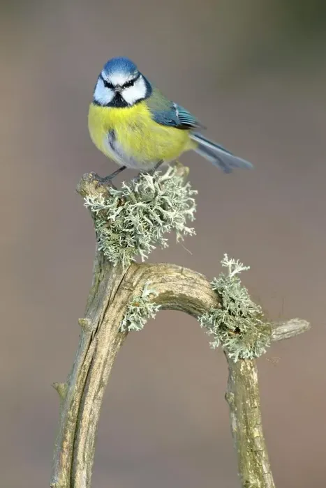 Framed Print : Blue Tit (Cyanistes caeruleus) perched on its song post, an old pine branch with lichens, Swabian Alb biosphere reserve, Baden-Wuerttemberg, Germany Framed Print : Blue Tit (Cyanistes caeruleus) perched on its song post, an old pine branch with lichens, Swabian Alb biosphere reserve, Baden-Wuerttemberg, Germany