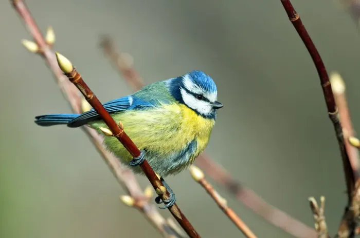 Framed Print : Blue Tit -Cyanistes caeruleus syn Parus caeruleus-, Canton of Geneva, Switzerland Framed Print : Blue Tit -Cyanistes caeruleus syn Parus caeruleus-, Canton of Geneva, Switzerland