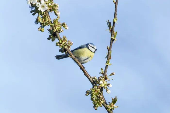 Framed Print : Blue Tit -Cyanistes caeruleus syn Parus caeruleus-, Fuldabruck, Hesse, Germany Framed Print : Blue Tit -Cyanistes caeruleus syn Parus caeruleus-, Fuldabruck, Hesse, Germany