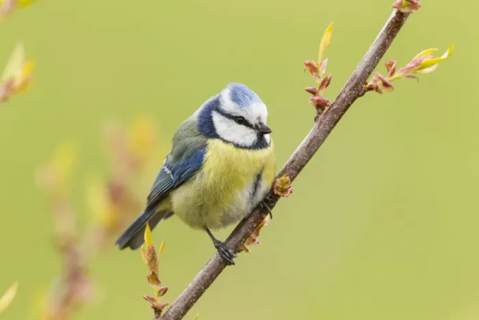 Framed Print : Blue Tit -Cyanistes caeruleus syn Parus caeruleus-, Fuldabruck, Hesse, Germany Framed Print : Blue Tit -Cyanistes caeruleus syn Parus caeruleus-, Fuldabruck, Hesse, Germany