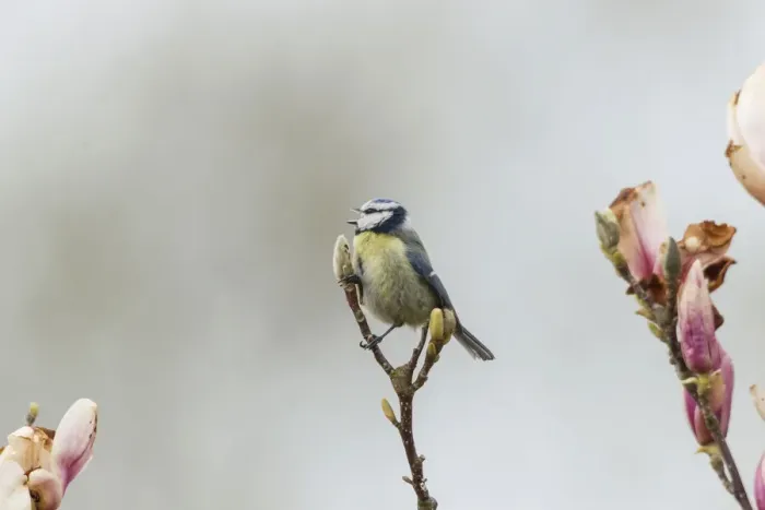 Framed Print : Blue Tit -Cyanistes caeruleus syn Parus caeruleus-, Fuldabruck, Hesse, Germany