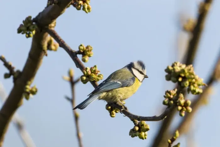 Framed Print : Blue Tit -Cyanistes caeruleus syn Parus caeruleus-, Fuldabruck, Hesse, Germany