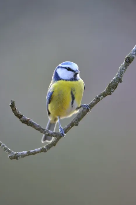 Framed Print : Blue Tit (Parus caeruleus) Framed Print : Blue Tit (Parus caeruleus)