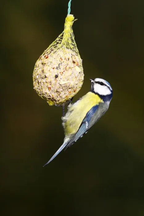 Framed Print : Blue Tit -Parus caeruleus- hanging from a fat ball Framed Print : Blue Tit -Parus caeruleus- hanging from a fat ball