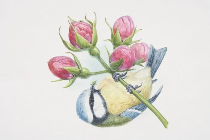 Framed Print : Blue Tit (Parus caeruleus), illustration of bird with colourful mix of blue, yellow, white and green Framed Print : Blue Tit (Parus caeruleus), illustration of bird with colourful mix of blue, yellow, white and green