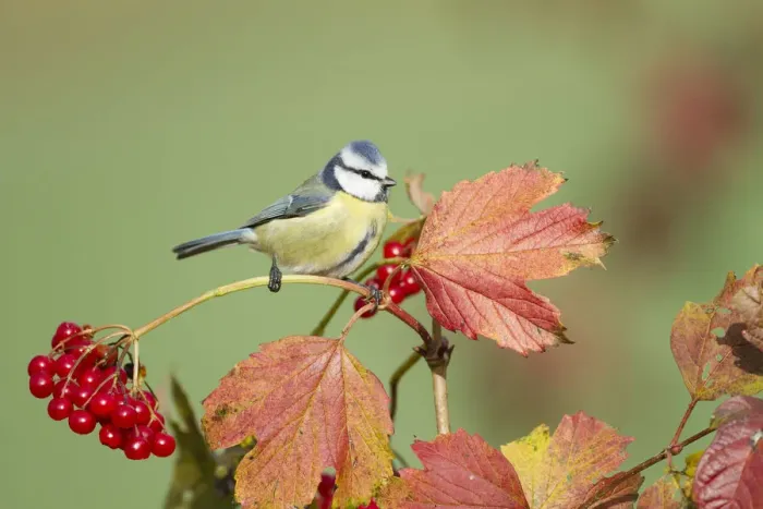 Framed Print : Blue Tit -Parus caeruleus-, Limburg an der Lahn, Hesse, Germany, Europe