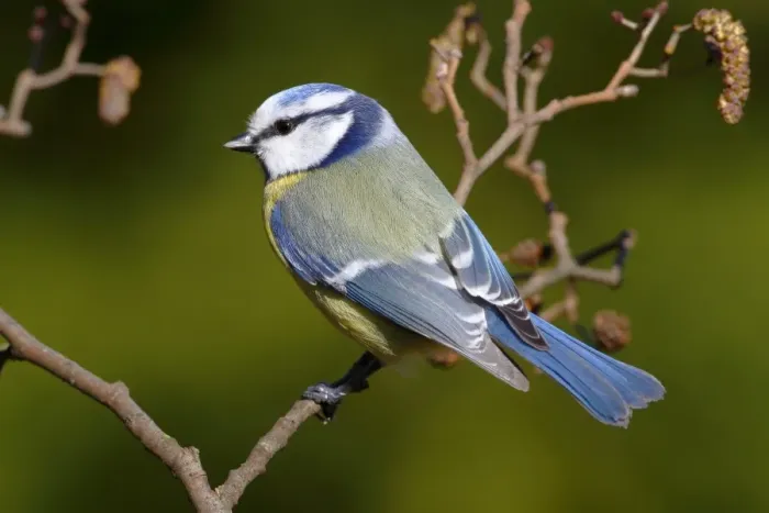 Framed Print : Blue tit -Parus caeruleus- perched on an alder branch