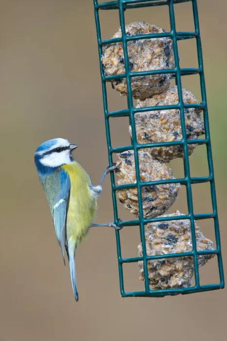 Framed Print : Blue Tit -Parus caeruleus-, perched on a feeder in winter, Tyrol, Austria Framed Print : Blue Tit -Parus caeruleus-, perched on a feeder in winter, Tyrol, Austria
