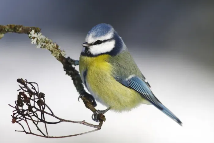 Framed Print : Blue Tit -Parus caeruleus- sitting on a branch Framed Print : Blue Tit -Parus caeruleus- sitting on a branch