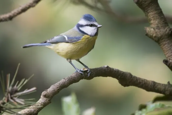 Framed Print : Blue Tit (Parus caeruleus) sitting on branch, Lower Saxony, Germany