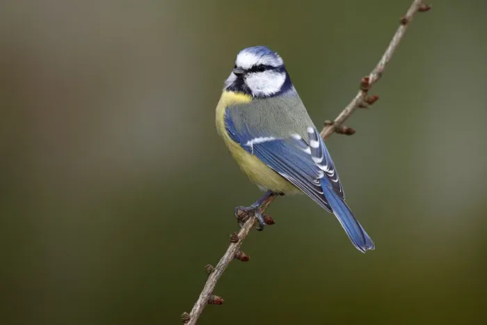 Framed Print : Blue Tit -Parus caeruleus- sitting on a larch branch, Neunkirchen in Siegerland, North Rhine-Westphalia, Germany, Europe Framed Print : Blue Tit -Parus caeruleus- sitting on a larch branch, Neunkirchen in Siegerland, North Rhine-Westphalia, Germany, Europe