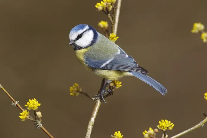 Framed Print : Blue Tit -Parus caeruleus syn Cyanistes caeruleus- perched on a twig, Neunkirchen, Siegerland, North Rhine-Westphalia, Germany