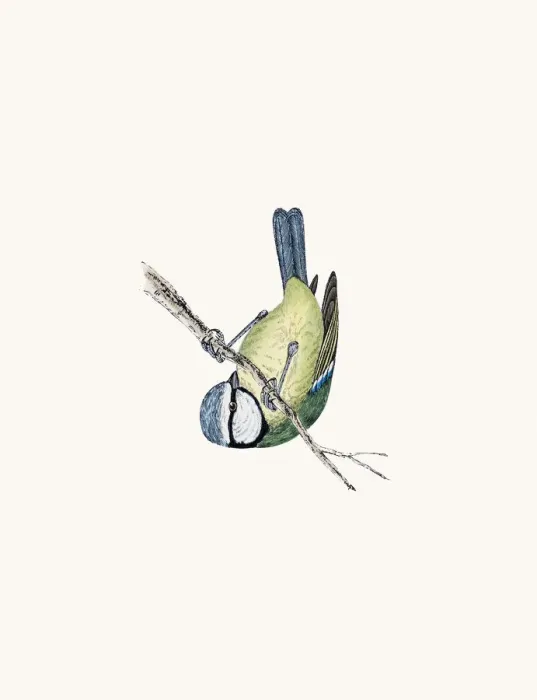 Framed Print : Blue titmouse bird Framed Print : Blue titmouse bird