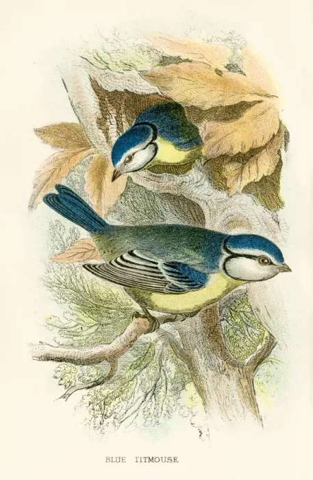 Framed Print : Blue titmouse engraving 1896 Framed Print : Blue titmouse engraving 1896