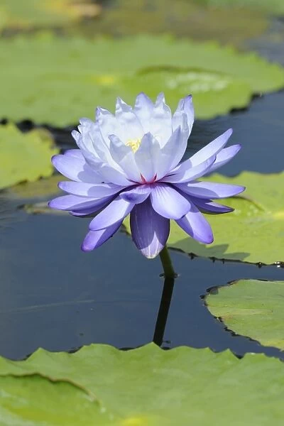 Blue water lily (Nymphaea gigantea)