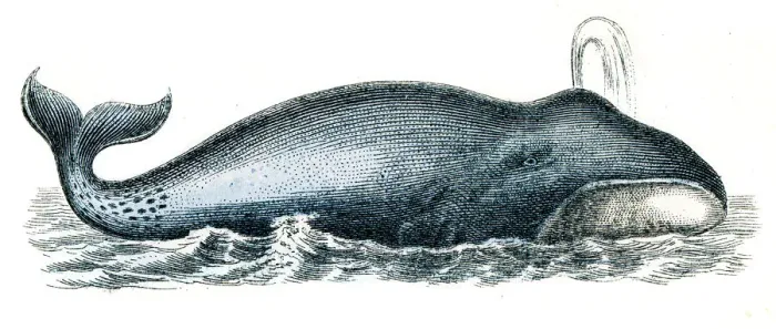 Framed Print : Blue whale engraving 1872 Framed Print : Blue whale engraving 1872