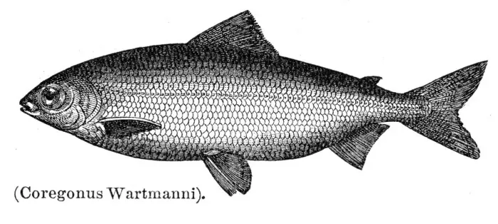 Framed Print : Blue whitefish engraving 1897 Framed Print : Blue whitefish engraving 1897