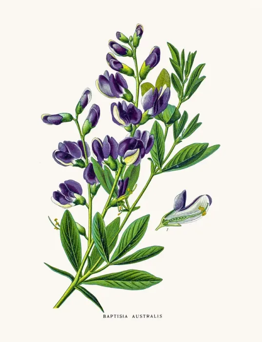Framed Print : Blue wild indigo Framed Print : Blue wild indigo