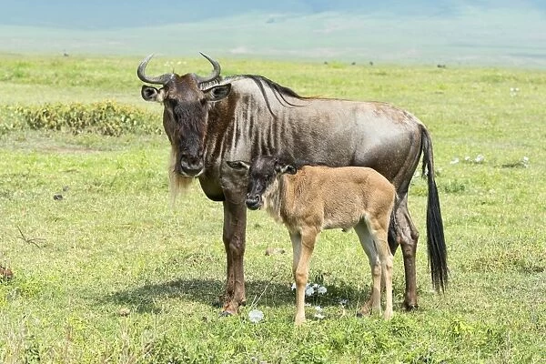 Blue Wildebeest -Connochaetes taurinus-, cow with calf, Ngorongoro Crater, Tanzania