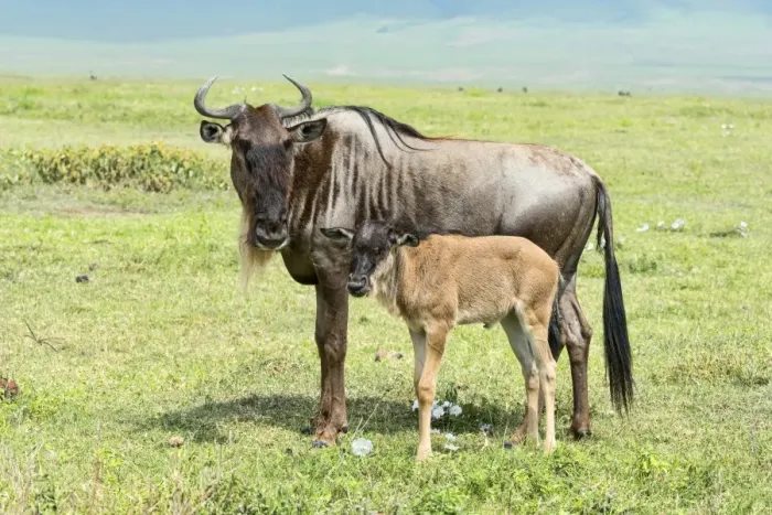 Framed Print : Blue Wildebeest -Connochaetes taurinus-, cow with calf, Ngorongoro Crater, Tanzania