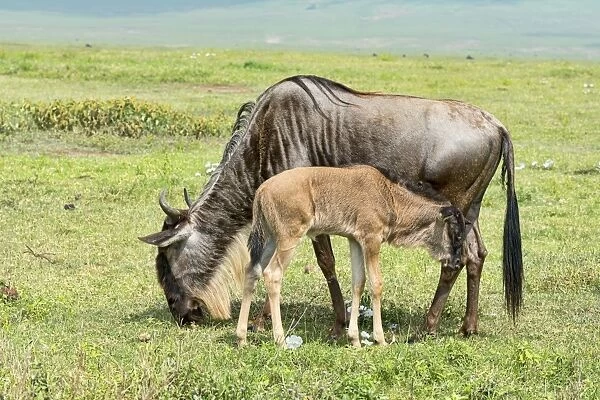 Blue Wildebeest -Connochaetes taurinus-, cow with calf, Ngorongoro Crater, Tanzania