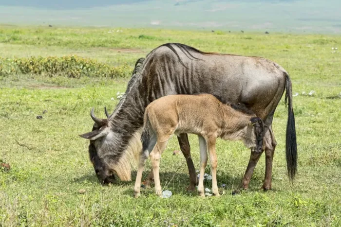Framed Print : Blue Wildebeest -Connochaetes taurinus-, cow with calf, Ngorongoro Crater, Tanzania Framed Print : Blue Wildebeest -Connochaetes taurinus-, cow with calf, Ngorongoro Crater, Tanzania