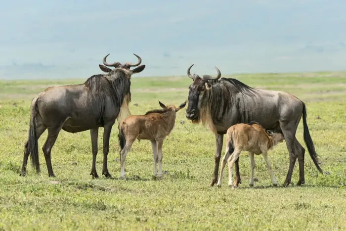 Framed Print : Blue Wildebeest -Connochaetes taurinus-, cows with calves, Ngorongoro Crater, Tanzania Framed Print : Blue Wildebeest -Connochaetes taurinus-, cows with calves, Ngorongoro Crater, Tanzania