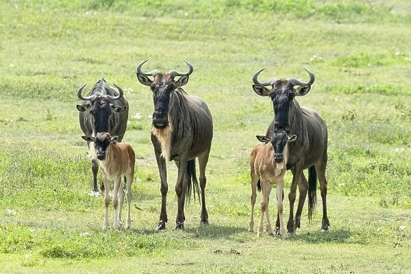Blue Wildebeest -Connochaetes taurinus-, cows with calves, Ngorongoro Crater, Tanzania