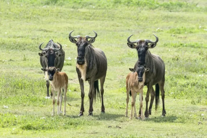 Framed Print : Blue Wildebeest -Connochaetes taurinus-, cows with calves, Ngorongoro Crater, Tanzania Framed Print : Blue Wildebeest -Connochaetes taurinus-, cows with calves, Ngorongoro Crater, Tanzania