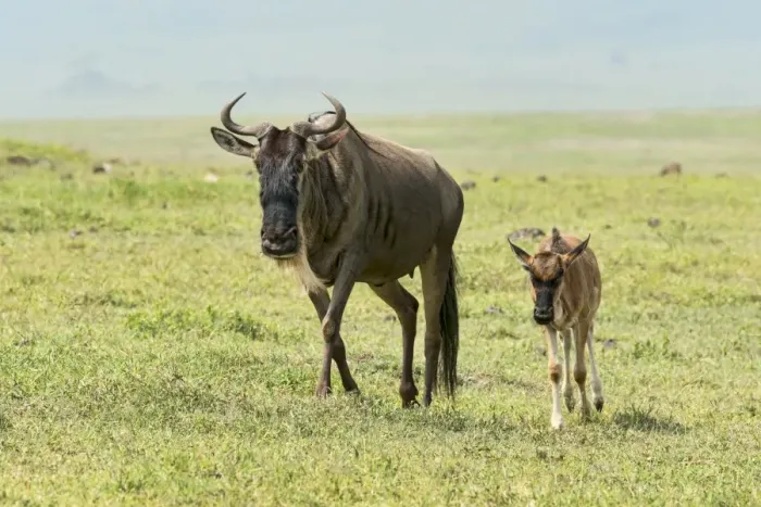 Framed Print : Blue Wildebeest -Connochaetes taurinus-, cow with calf, Ngorongoro Crater, Tanzania Framed Print : Blue Wildebeest -Connochaetes taurinus-, cow with calf, Ngorongoro Crater, Tanzania
