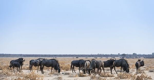 Blue Wildebeest -Connochaetes taurinus-, herd in dry grassland, Etosha National Park, Namibia