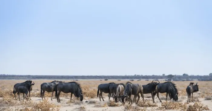 Framed Print : Blue Wildebeest -Connochaetes taurinus-, herd in dry grassland, Etosha National Park, Namibia Framed Print : Blue Wildebeest -Connochaetes taurinus-, herd in dry grassland, Etosha National Park, Namibia