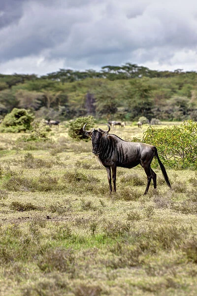 Blue Wildebeest -Connochaetes taurinus-, Masai Mara National Reserve, Kenya, East Africa, Africa, PublicGround