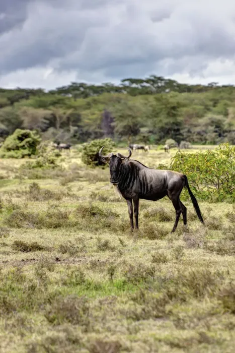 Framed Print : Blue Wildebeest -Connochaetes taurinus-, Masai Mara National Reserve, Kenya, East Africa, Africa, PublicGround Framed Print : Blue Wildebeest -Connochaetes taurinus-, Masai Mara National Reserve, Kenya, East Africa, Africa, PublicGround