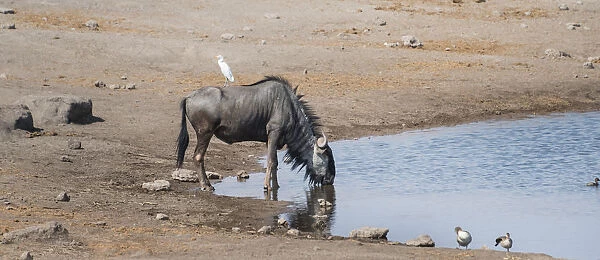 Blue Wildebeest -Connochaetes taurinus- with a Cattle Egret -Bubulcus ibis- on its back drinking at the waterhole of Chudop, Etosha National Park, Namibia