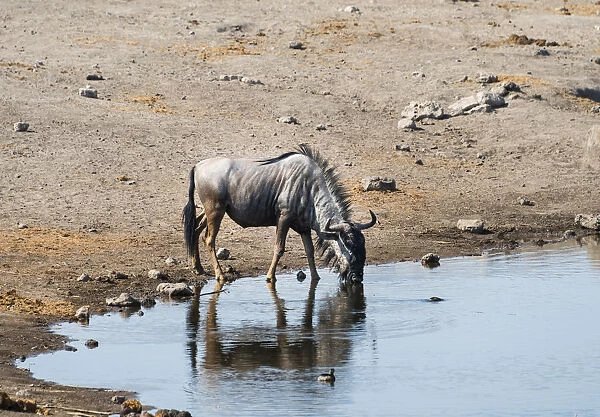 Blue Wildebeest -Connochaetes taurinus- drinking, Chudop water hole, Etosha National Park, Namibia