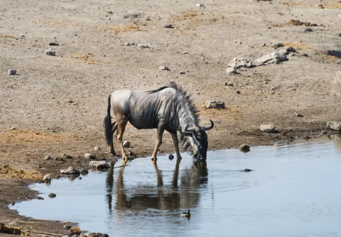 Framed Print : Blue Wildebeest -Connochaetes taurinus- drinking, Chudop water hole, Etosha National Park, Namibia Framed Print : Blue Wildebeest -Connochaetes taurinus- drinking, Chudop water hole, Etosha National Park, Namibia