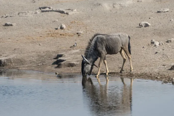 Framed Print : Blue Wildebeest -Connochaetes taurinus- drinking at the Chudop waterhole, Etosha National Park, Namibia Framed Print : Blue Wildebeest -Connochaetes taurinus- drinking at the Chudop waterhole, Etosha National Park, Namibia