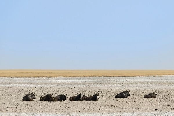 Blue Wildebeest -Connochaetes taurinus- lying in the midday heat, dried out waterhole at the edge of the Etosha Pan, Springbokfontein water hole, Etosha National Park, Namibia