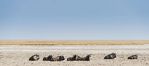Blue Wildebeest -Connochaetes taurinus- lying in the midday heat, dried out waterhole at the edge of the Etosha Pan, Springbokfontein water hole, Etosha National Park, Namibia