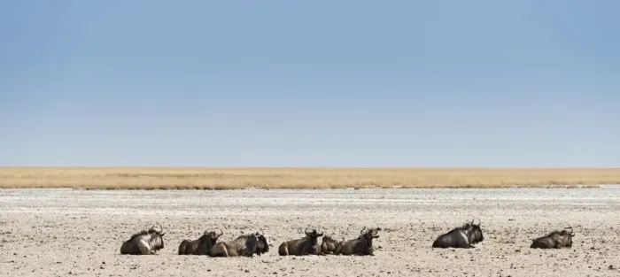 Framed Print : Blue Wildebeest -Connochaetes taurinus- lying in the midday heat, dried out waterhole at the edge of the Etosha Pan, Springbokfontein water hole, Etosha National Park, Namibia Framed Print : Blue Wildebeest -Connochaetes taurinus- lying in the midday heat, dried out waterhole at the edge of the Etosha Pan, Springbokfontein water hole, Etosha National Park, Namibia