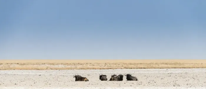Framed Print : Blue Wildebeest -Connochaetes taurinus- lying in the midday heat, dried out waterhole at the edge of the Etosha Pan, Springbokfontein water hole, Etosha National Park, Namibia