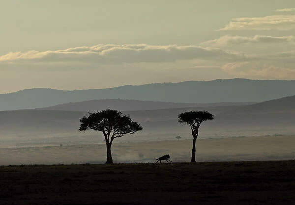 Blue Wildebeest -Connochaetes taurinus- on the run in the early dawn, Masai Mara National Reserve, Kenya, East Africa, Africa, PublicGround
