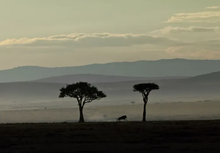 Framed Print : Blue Wildebeest -Connochaetes taurinus- on the run in the early dawn, Masai Mara National Reserve, Kenya, East Africa, Africa, PublicGround Framed Print : Blue Wildebeest -Connochaetes taurinus- on the run in the early dawn, Masai Mara National Reserve, Kenya, East Africa, Africa, PublicGround