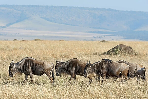 Blue Wildebeest migration -Connochaetes taurinus-, Masai Mara National Reserve, Kenya