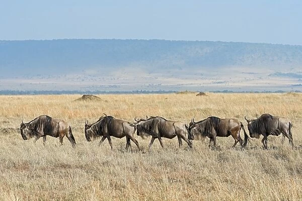 Blue Wildebeest migration -Connochaetes taurinus-, Masai Mara National Reserve, Kenya