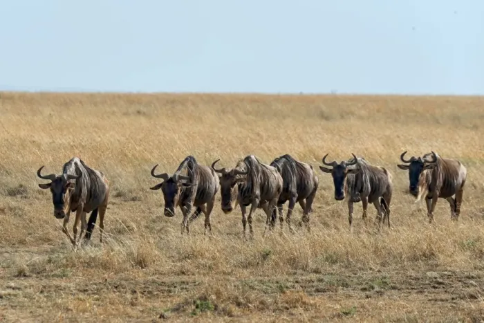 Framed Print : Blue Wildebeest migration -Connochaetes taurinus-, Masai Mara National Reserve, Kenya Framed Print : Blue Wildebeest migration -Connochaetes taurinus-, Masai Mara National Reserve, Kenya