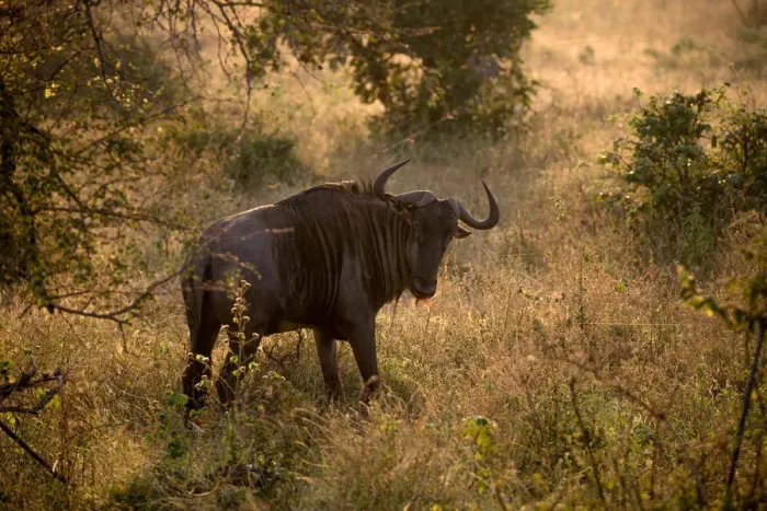 Framed Print : A Blue Wildebeest in the Morning Light, Kruger National Park, South Africa Framed Print : A Blue Wildebeest in the Morning Light, Kruger National Park, South Africa